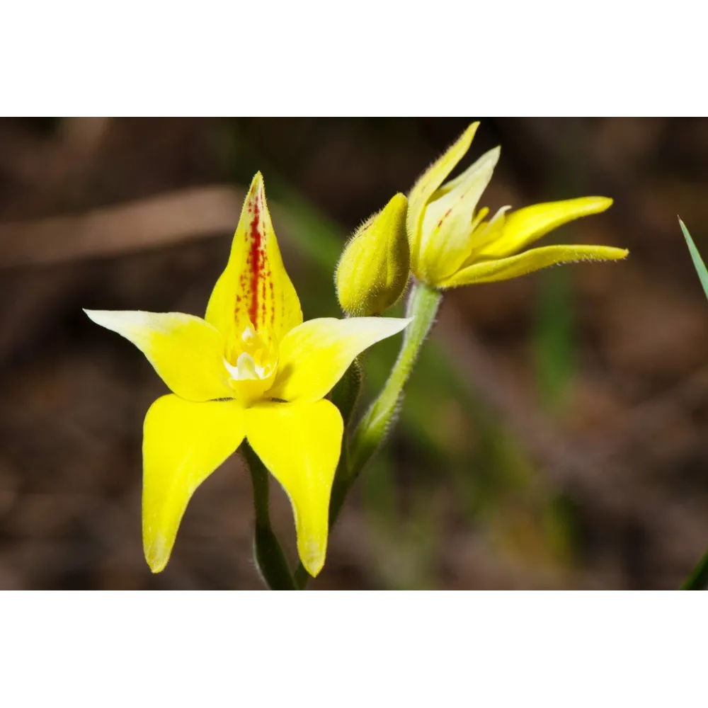Esencia única de arbusto australiano - Orquídea prímula amarilla 15 ml