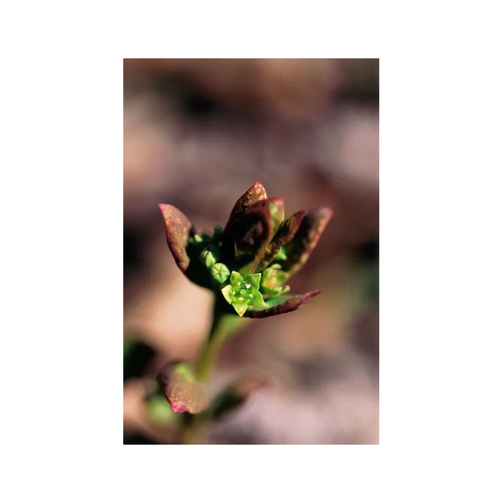Esencia única de Alaska - Comandra (Geocaulon lividum) 7,4 ml