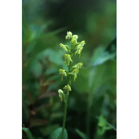 Alaska Single Essence -...