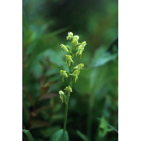 Esencia única de Alaska - Orquídea del pantano verde (Platanthera obtusata) 7,4 ml