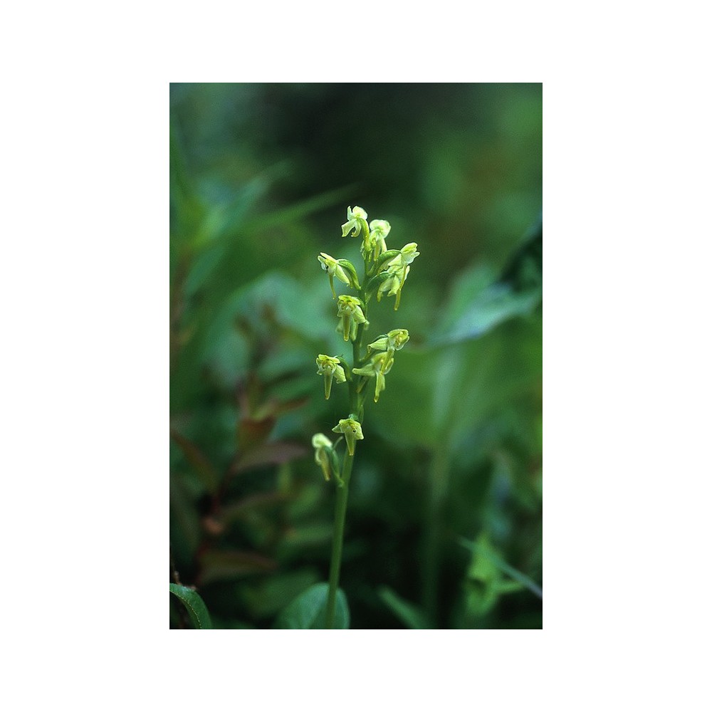 Alaska Single Essence - Orchidée verte des tourbières (Platanthera obtusata) 7,4 ml