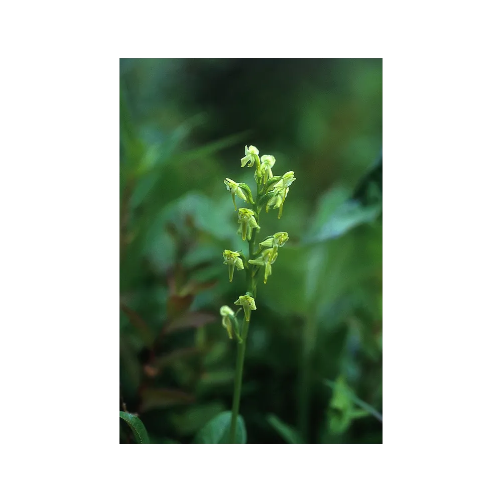 Alaska Single Essence - Orchidée verte des tourbières (Platanthera obtusata) 7,4 ml