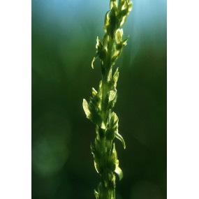 Alaska Single Essence - Orchidée Fée Verte (Hammarbya paludosa) 7,4 ml
