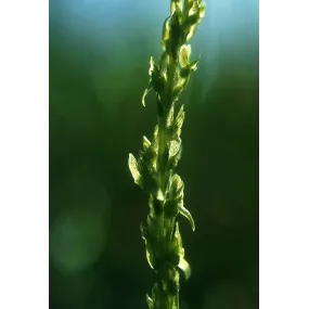 Essenza Singola dell'Alaska...