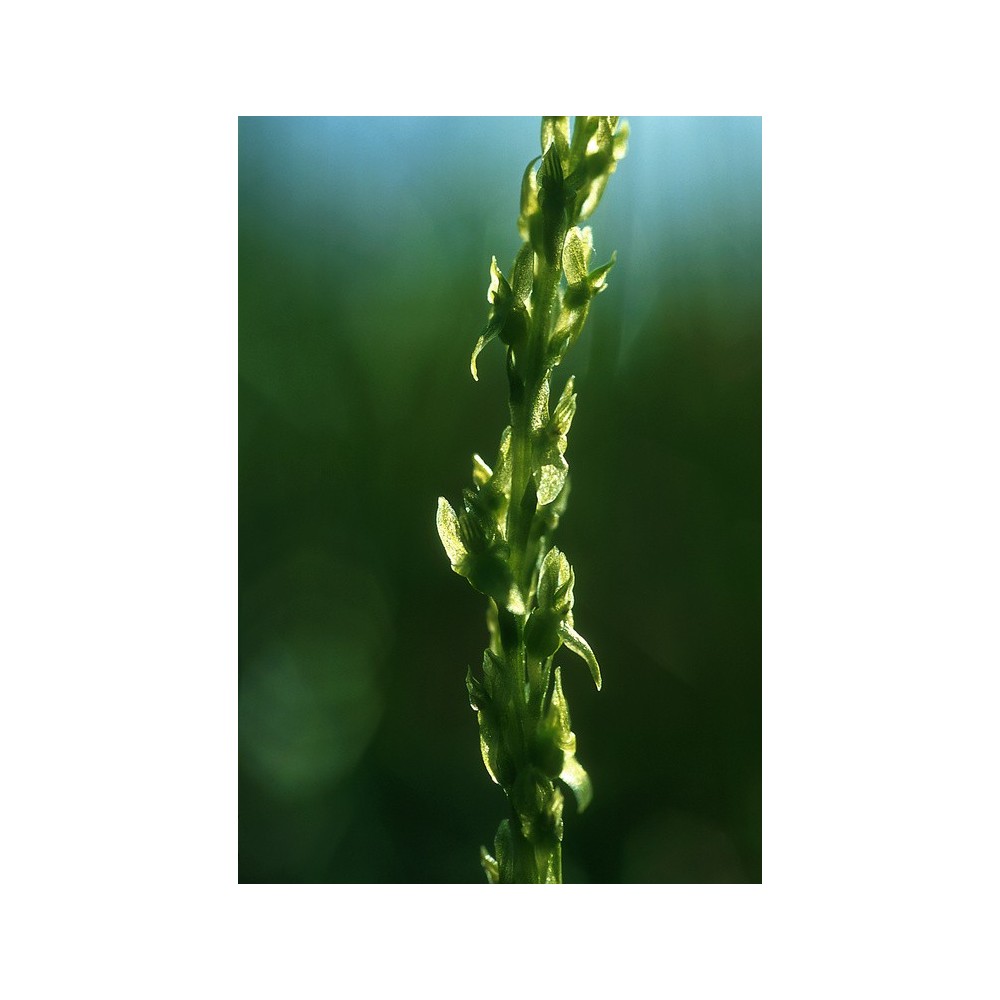 Alaska Single Essence - Orchidée Fée Verte (Hammarbya paludosa) 7,4 ml