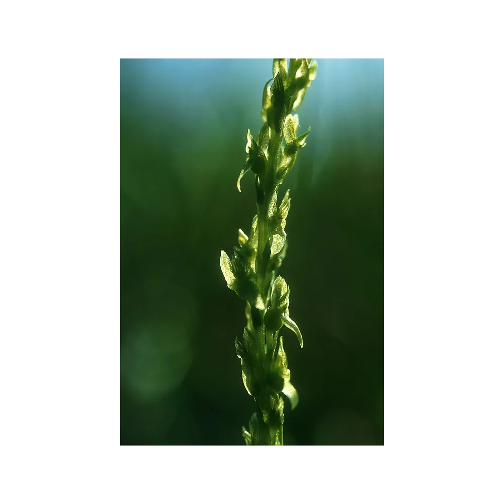 Alaska Single Essence - Orchidée féérique verte (Hammarbya paludosa) 7,4 ml