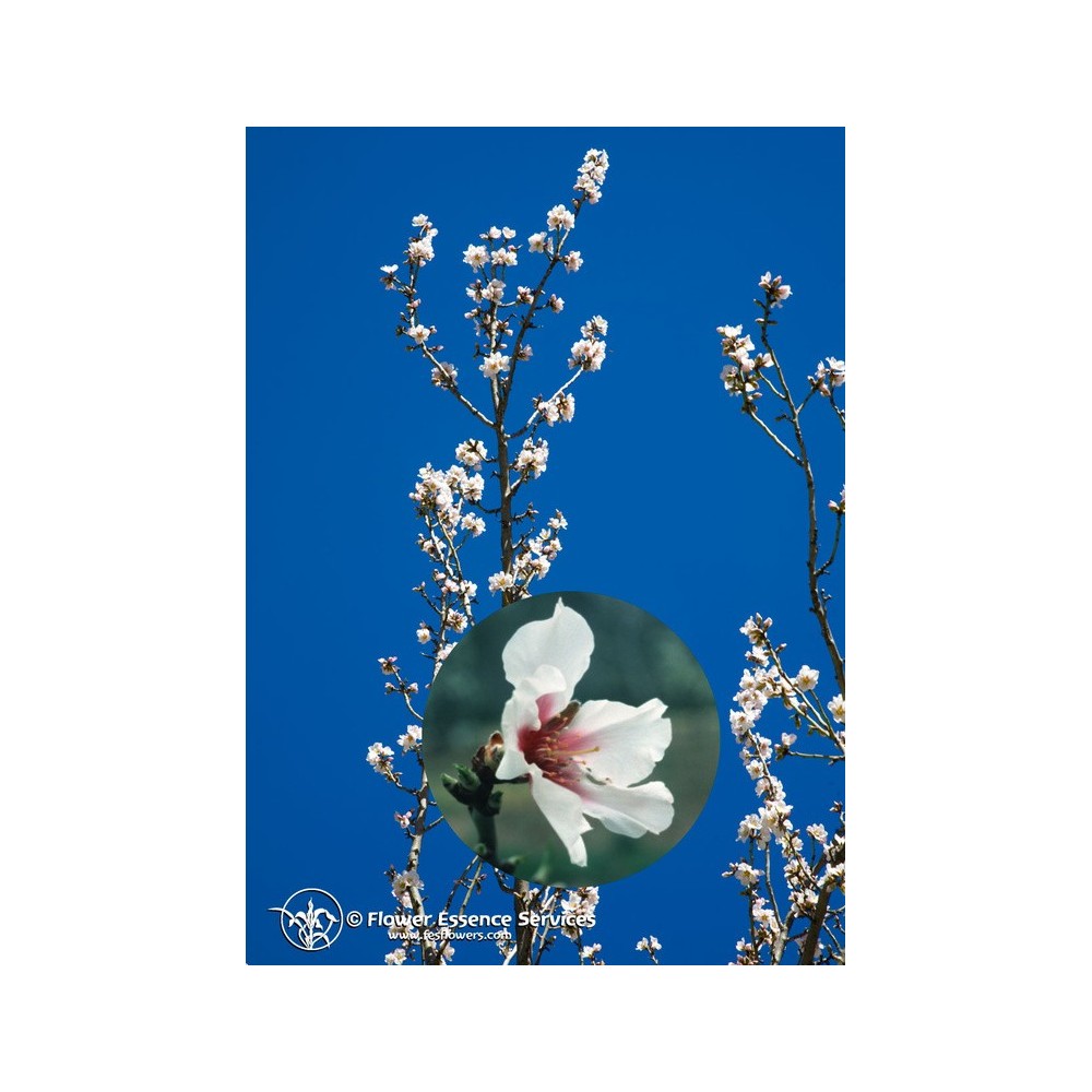 Californian Single Essence FES - Almond (Prunus amygdalus) 7.4 ml