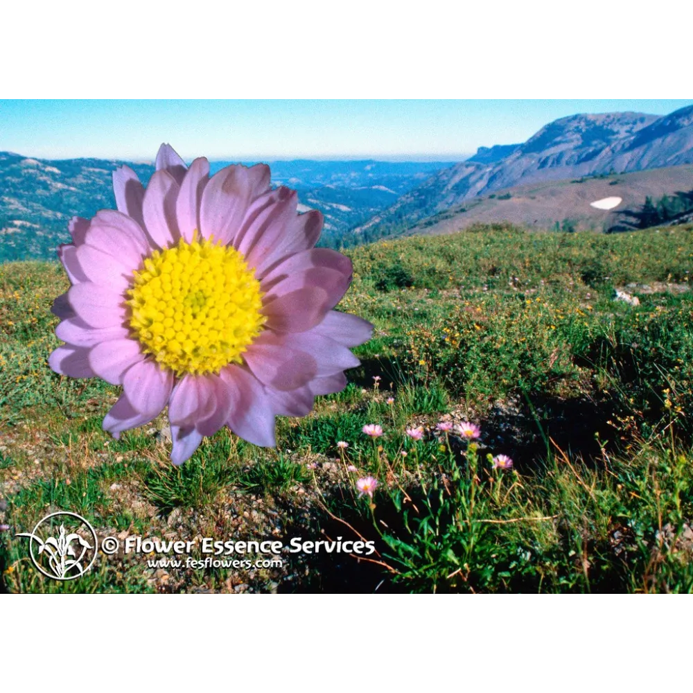 Essenza Singola Californiana FES - Alpine Aster (Aster alpigenus) 7,4 ml