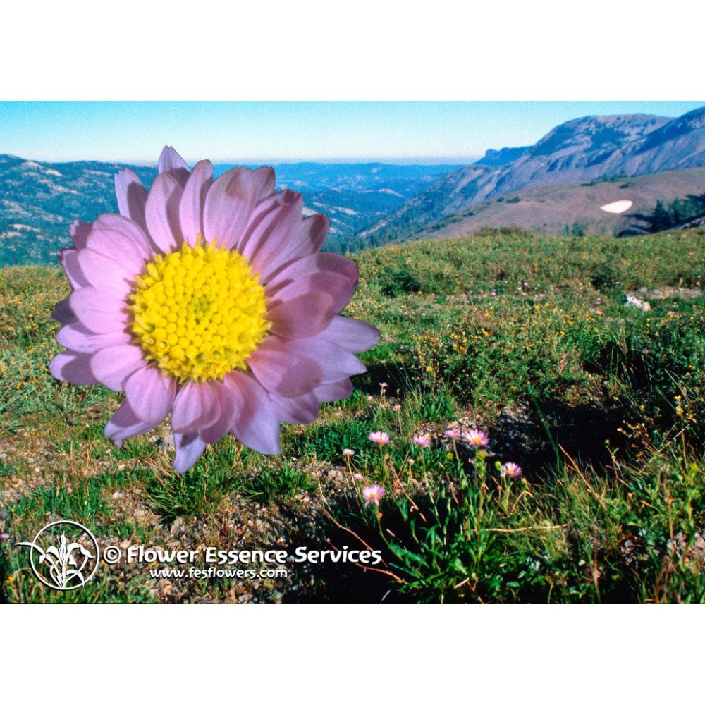 FES Californian Single Essence - Alpine Aster (Aster alpigenus) 7.4 ml