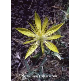 Esencia única californiana...