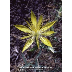 Essence unique californienne FES - Étoile flamboyante (Mentzelia laevicaulis) 7,4 ml