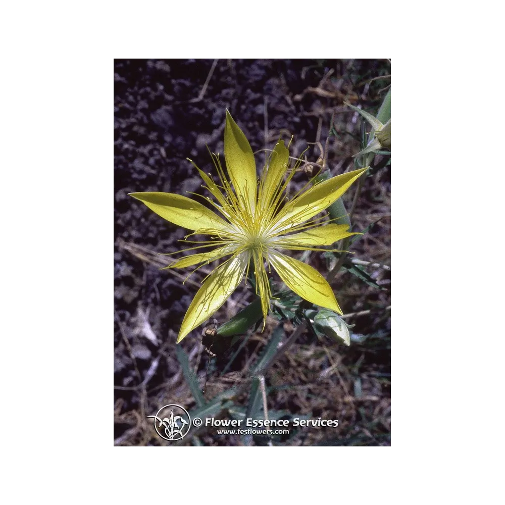 Esencia californiana única FES – Estrella llameante