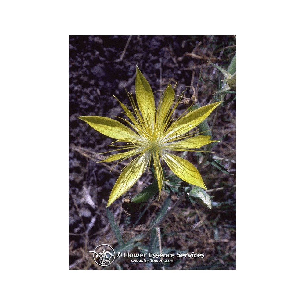 Essenza Singola Californiana FES - Blazing Star (Mentzelia laevicaulis) 7,4 ml