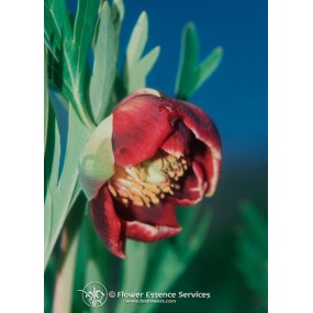 Esencia única californiana FES - Peonía de California (Paeonia californica) 7,4 ml