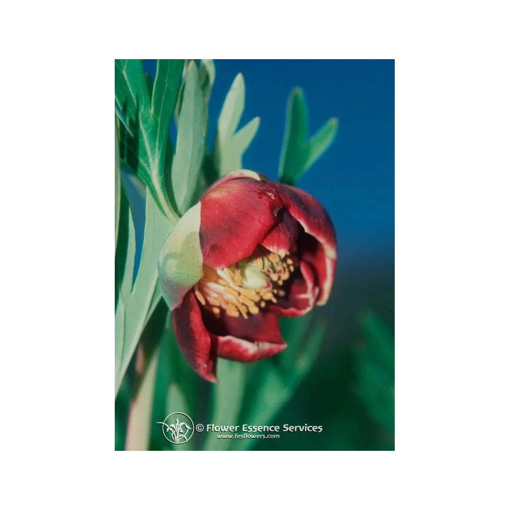 Esencia única californiana FES - Peonía de California (Paeonia californica) 7,4 ml
