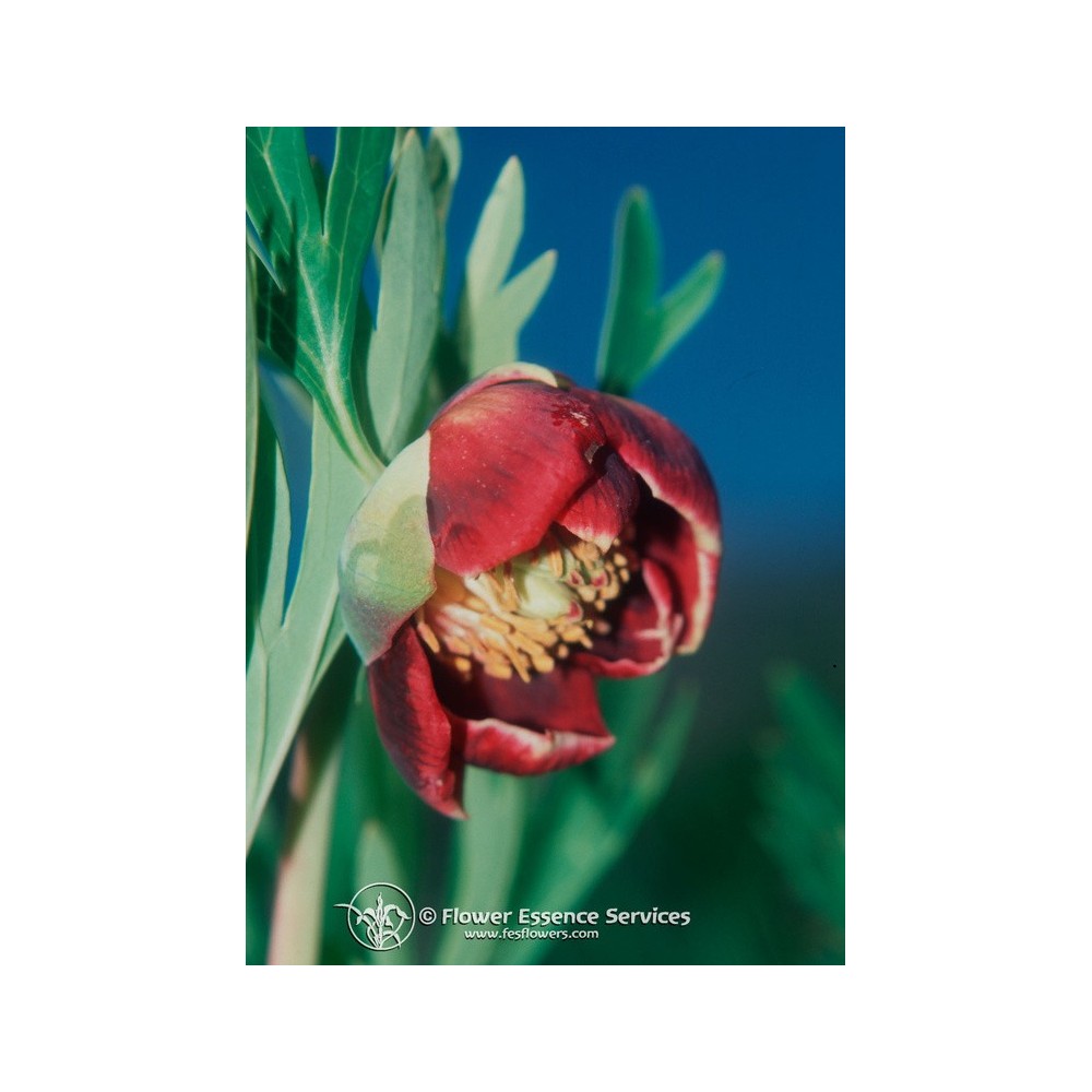 FES Californian Single Essence - California Peony (Paeonia californica) 7.4 ml