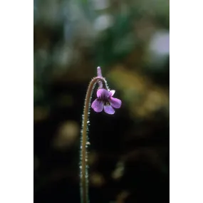 Esencia única de Alaska -...