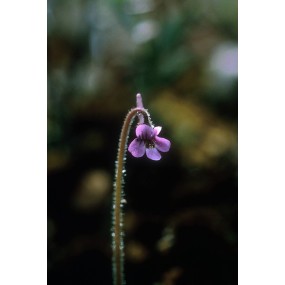 Essenza Singola dell'Alaska - Hairy Butterwort (Pinguicula villosa) 7,4 ml
