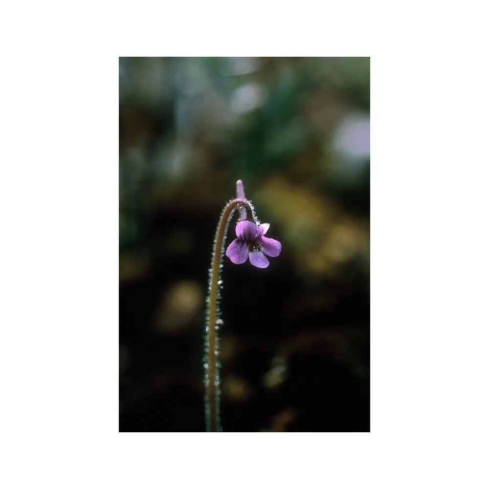 Alaska Single Essence – Behaartes Fettkraut (Pinguicula villosa) 7,4 ml