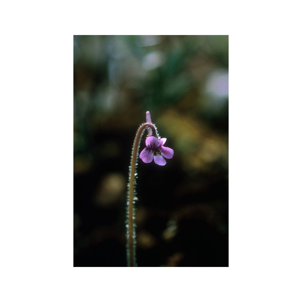 Essenza Singola dell'Alaska - Hairy Butterwort (Pinguicula villosa) 7,4 ml