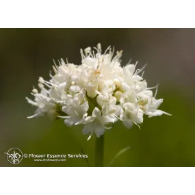 Essence Unique...