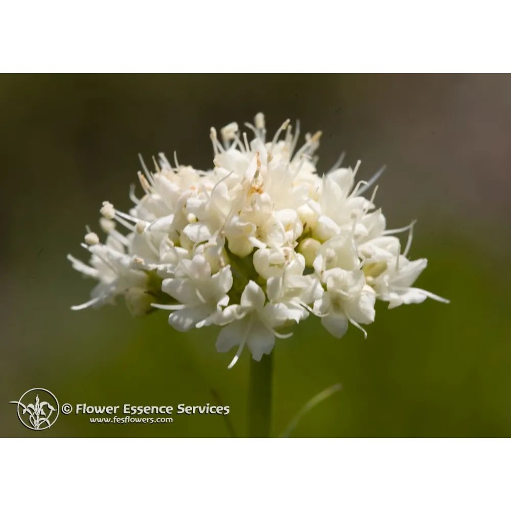Kalifornisches Single Essence FES – Kalifornischer Baldrian