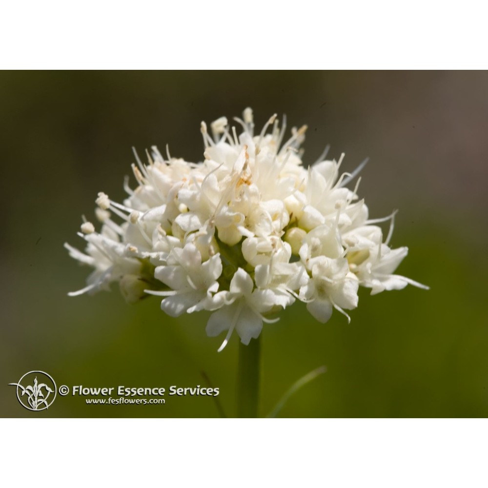 Californian Single Essence FES – Kalifornischer Baldrian (Valeriana capitata) 7,4 ml