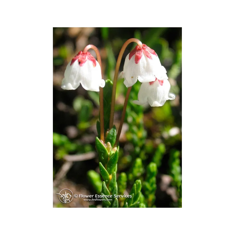 Esencia Californiana Única FES – Cassiope