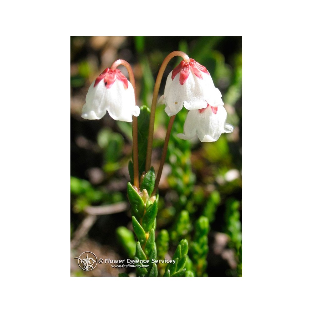 Esencia única californiana FES - Cassiope (Cassiope mertensiana) 7,4 ml