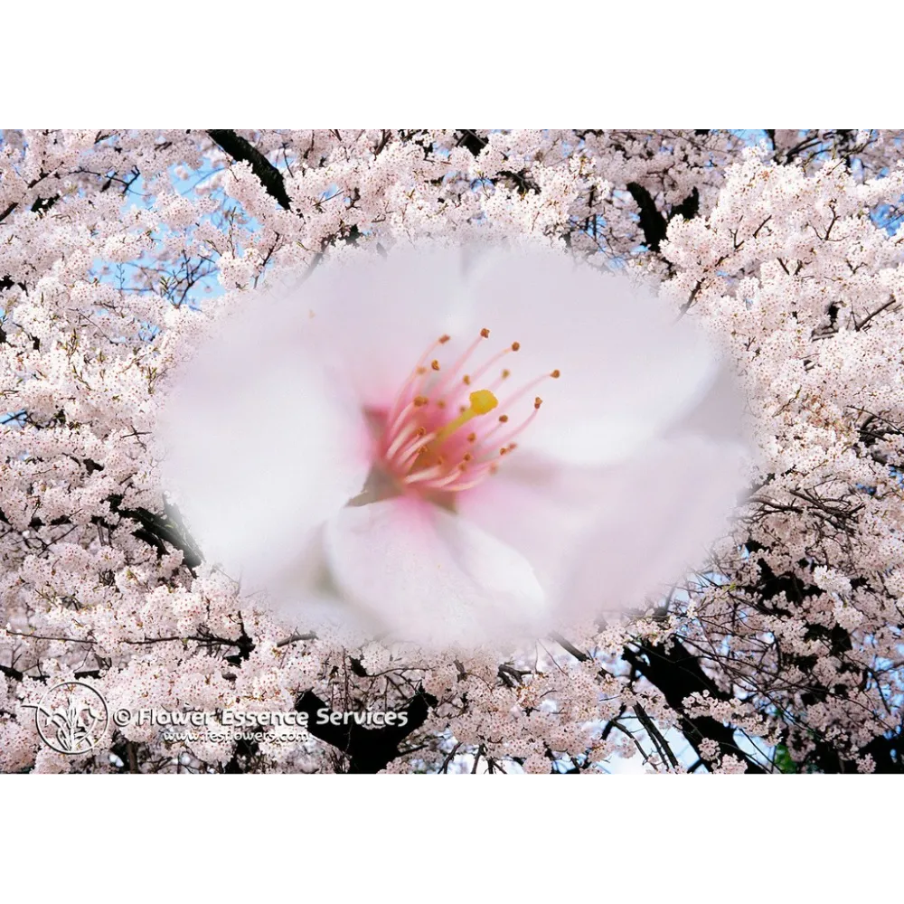 FES Californian Single Essence – Kirsche (Prunus avium) 7,4 ml