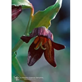 Californian Single Essence...