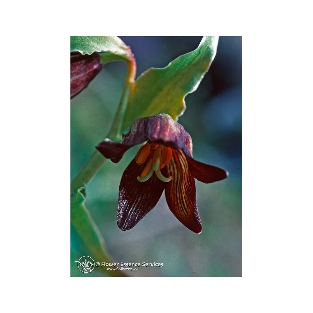 Esencia única californiana FES - Lirio de chocolate (Fritillaria biflora) 7,4 ml