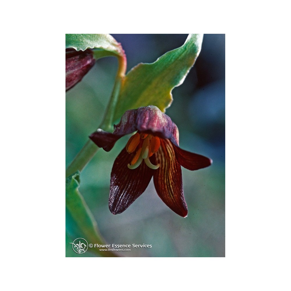 Essence unique californienne FES - Lys chocolaté (Fritillaria biflora) 7,4 ml