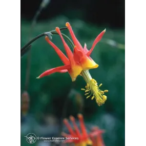 Esencia única de California...