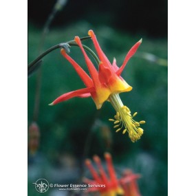 Essenza Singola Californiana FES - Columbine (Aquilegia formosa) 7,4 ml