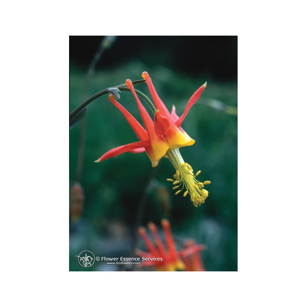 Essenza Singola Californiana FES - Columbine (Aquilegia formosa) 7,4 ml