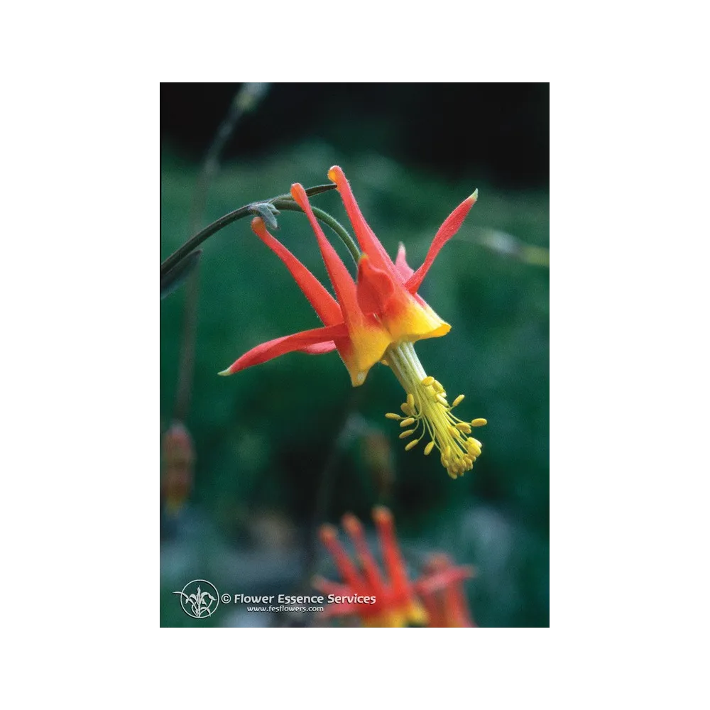 FES Californian Single Essence - Columbine (Aquilegia formosa) 7.4 ml