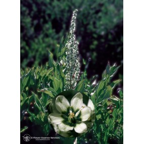 Californian Single Essence FES - Corn Lily (Veratrum californicum)