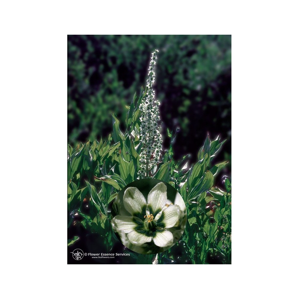 Esencia única californiana FES - Lirio de maíz (Veratrum californicum)