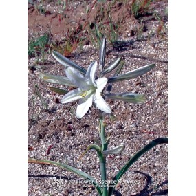 Esencia única californiana FES - Lirio del desierto (Hesperocallis undulata) 7,4 ml