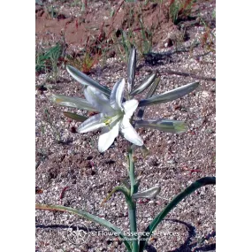 Esencia única californiana...