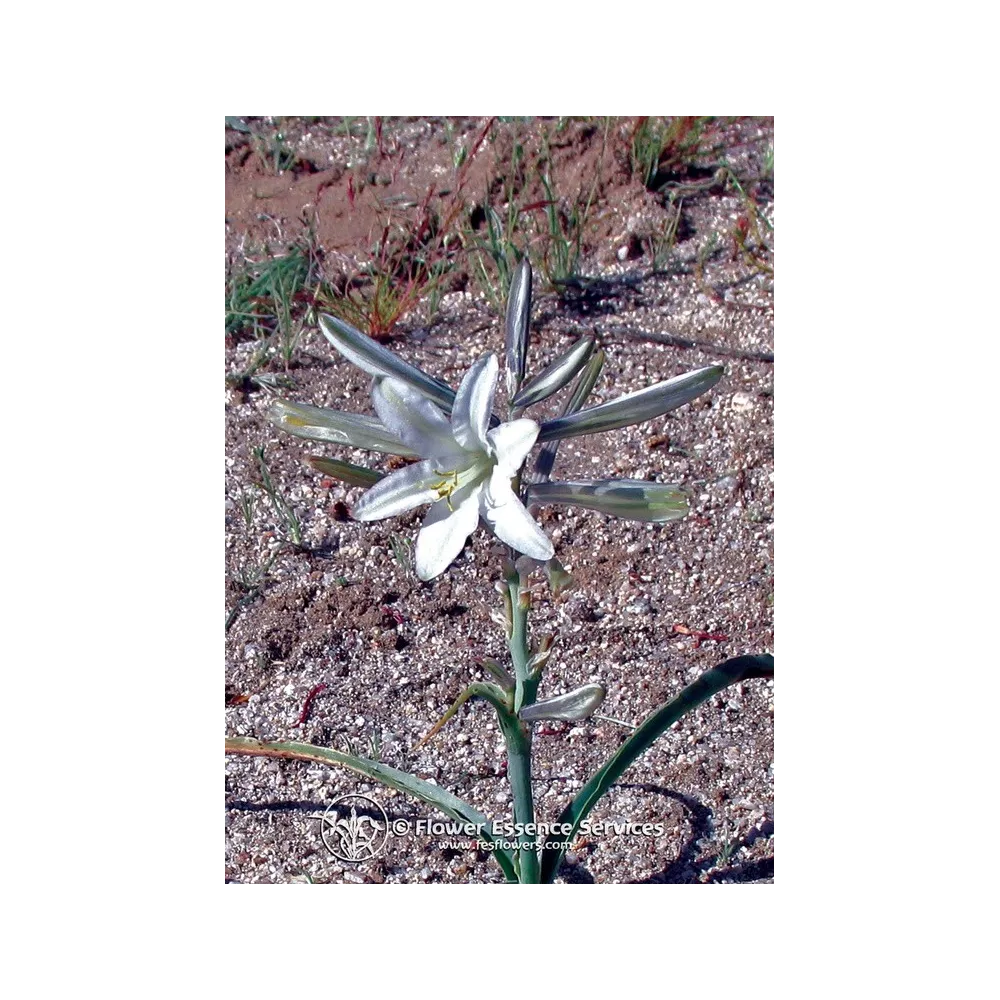 Californian Single Essence FES – Desert Lily