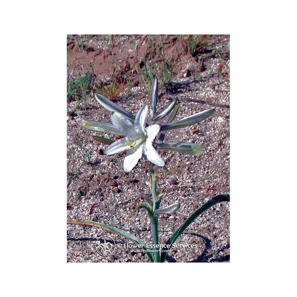 FES Californian Single Essence - Desert Lily (Hesperocallis undulata) 7.4 ml
