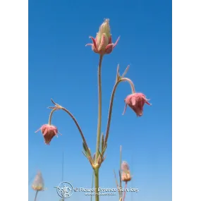 Esencia única californiana...