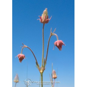 Essenza Singola Californiana FES - Downy Avens (Geum triforum) 7,4 ml