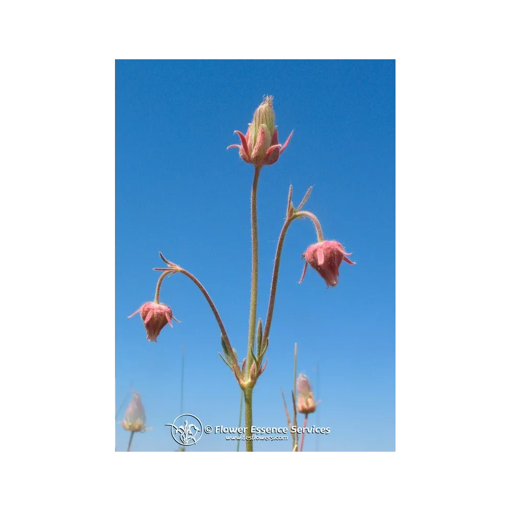 Single Californian Essence FES – Downy Avens