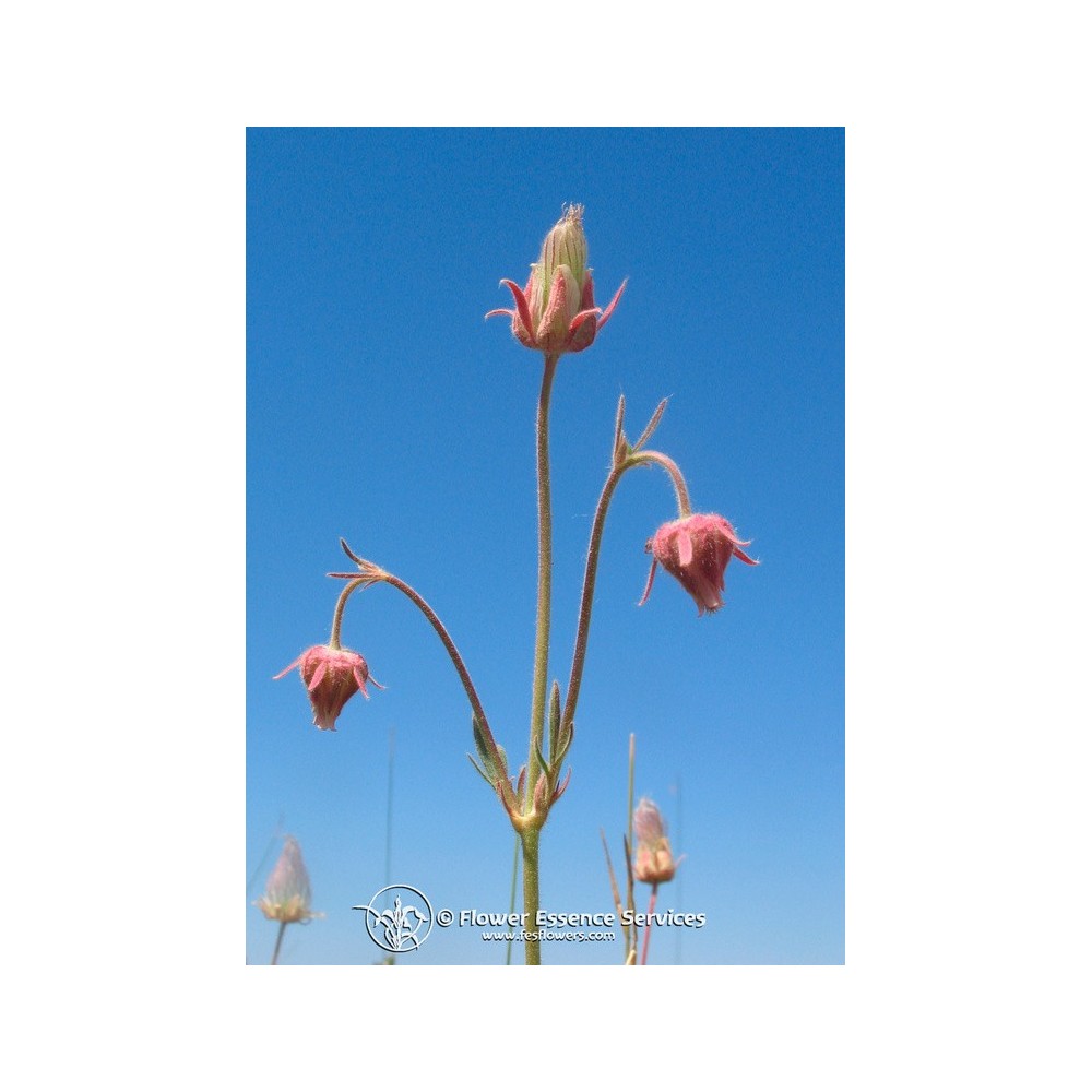 Essenza Singola Californiana FES - Downy Avens (Geum triforum) 7,4 ml