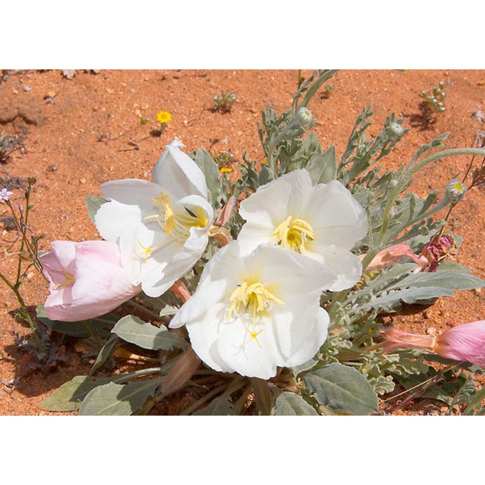 Essence unique californienne FES - Onagre des dunes (Oenothera deltoides) 7,4 ml