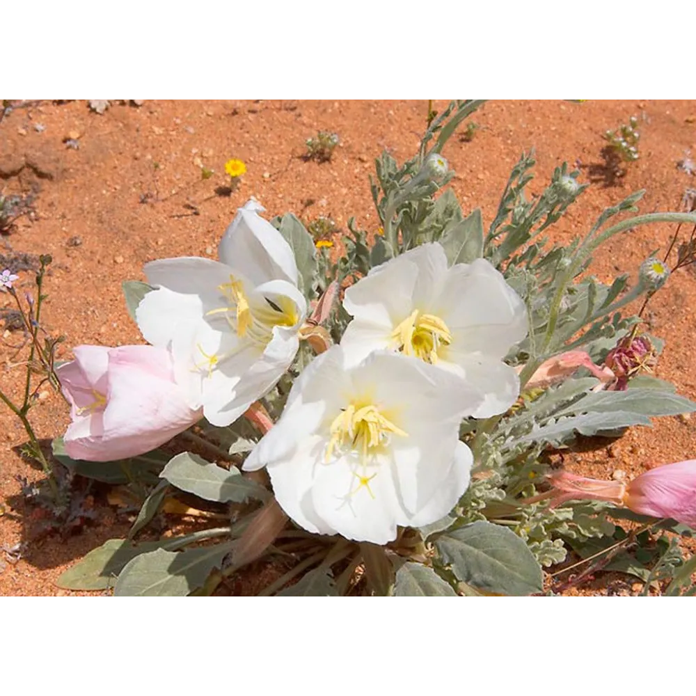 Essence unique californienne FES - Onagre des dunes (Oenothera deltoides) 7,4 ml