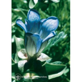 Essence unique californienne FES - Gentiane de l'explorateur (Gentiana calycosa) 7,4 ml